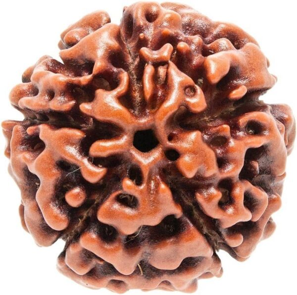 5 Mukhi Rudraksha bead – energized for wisdom, clarity, and blessings of Lord Shiva