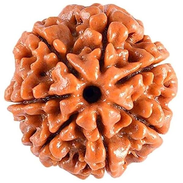 7 Mukhi Rudraksha for wealth, Saturn healing, and karmic release