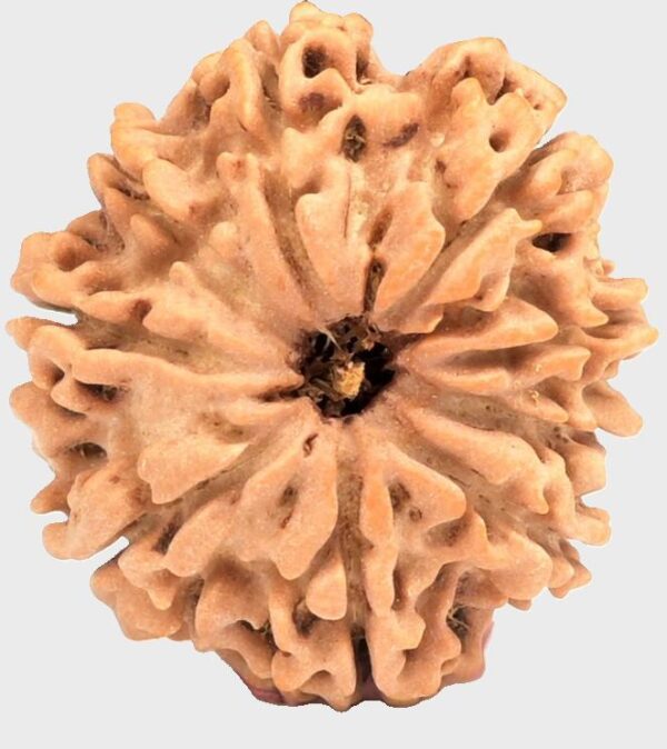 9 Mukhi Rudraksha bead – energized with Goddess Durga’s divine protection and ruled by Rahu